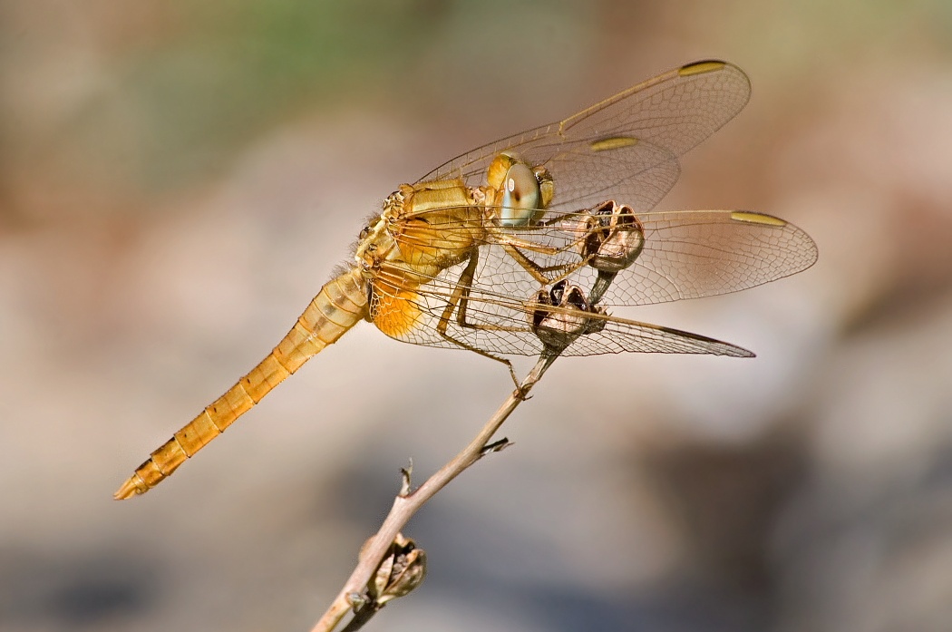 Crocothemis erythraea  ?